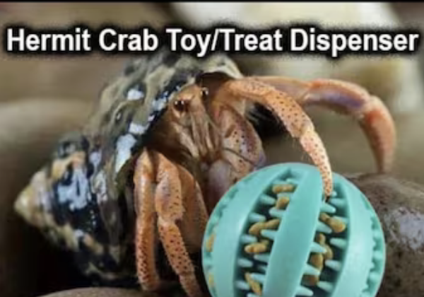 Busy Ball - Hermit Crab Enrichment Toy / Treat Dispenser