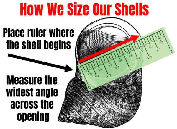 How to measure hermit crab shell