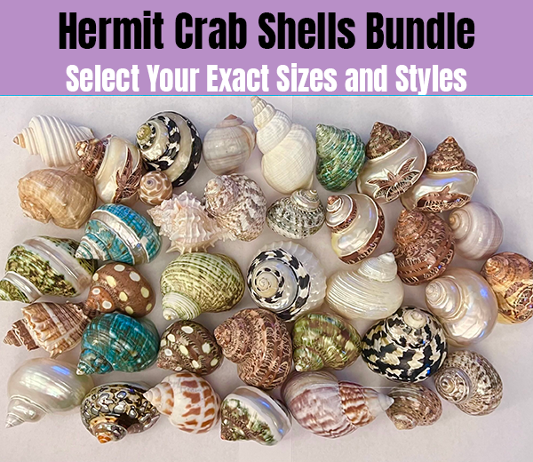 Buy Hermit Crab Shells