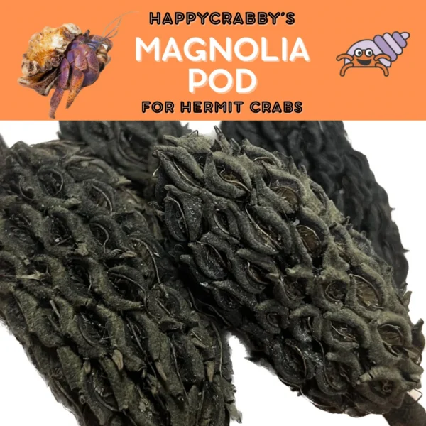 Magnolia Seed Pod - Hermit Crab Food