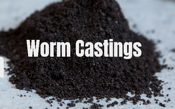 worm castings hermit crab food