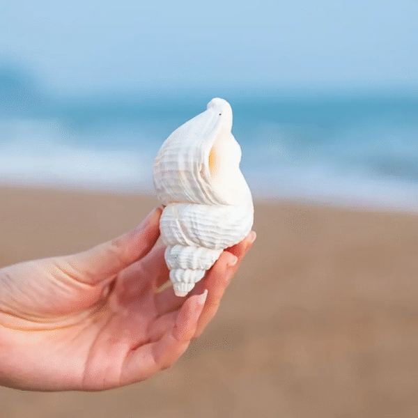 Common Whelk - Image 3