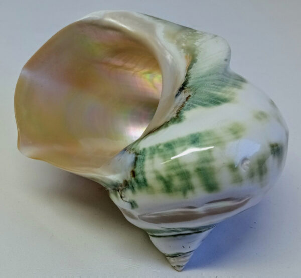 Jumbo Marmoratus Turbo Shell - 3" Opening - Image 3