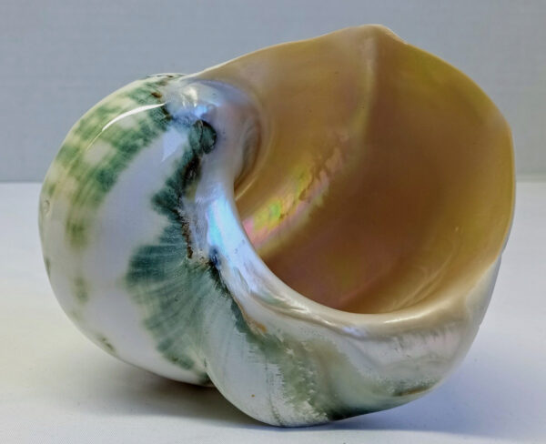 Jumbo Marmoratus Turbo Shell - 3" Opening - Image 4