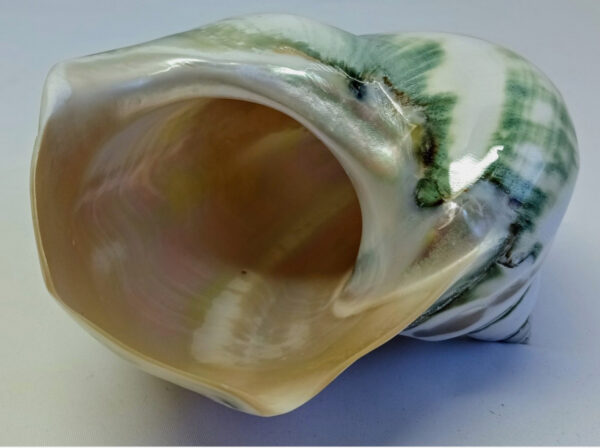 Jumbo Marmoratus Turbo Shell - 3" Opening - Image 5