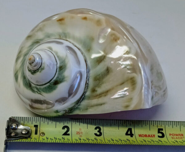 Jumbo Marmoratus Turbo Shell - 3" Opening - Image 7