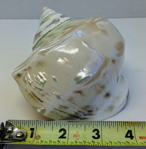 Jumbo Marmoratus Turbo Shell - 3" Opening - Image 8