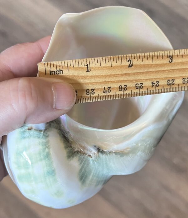 Jumbo Marmoratus Turbo Shell - 3" Opening - Image 2