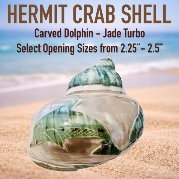 Jumbo XXL Extra Large Hermit Crab Shell