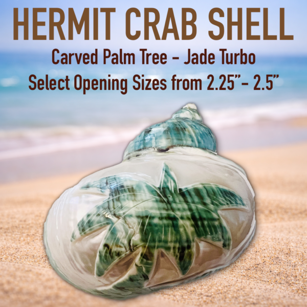 Jumbo XXL Extra Large Hermit Crab Shell