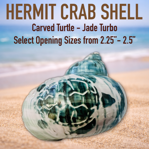 Jumbo XXL Extra Large Hermit Crab Shell