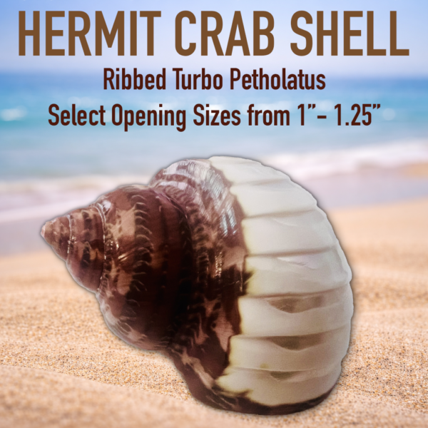 Hermit Crab Shell - Ribbed Turbo Petholatus - Tapestry Turbo