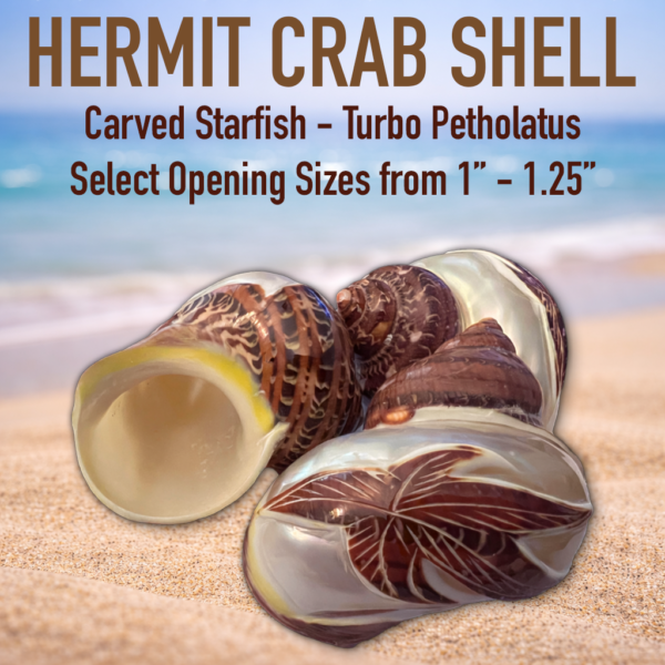 hermit crab shell - carved starfish - turbo shell