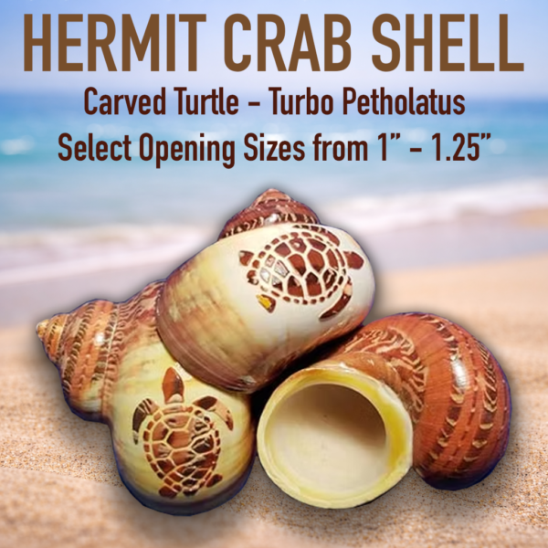 Hermit Crab Shell - Carved Turtle - Turbo Petholatus
