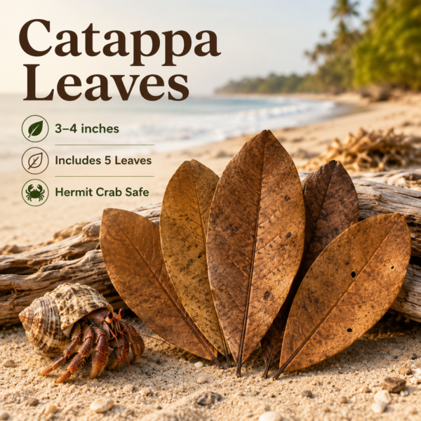 catappa Leaf for hermit crabs. Indian Almong Leaves