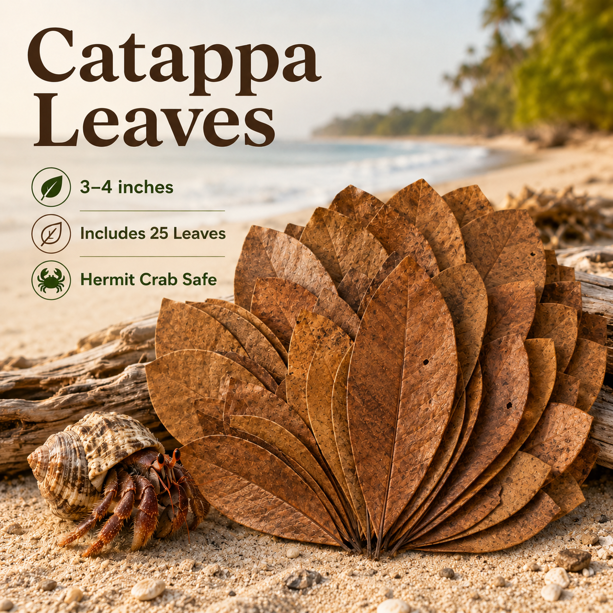 25 Catappa Leaves - Hermit Crab Foraging Treat - Leaf Litter for Hermit Crabs