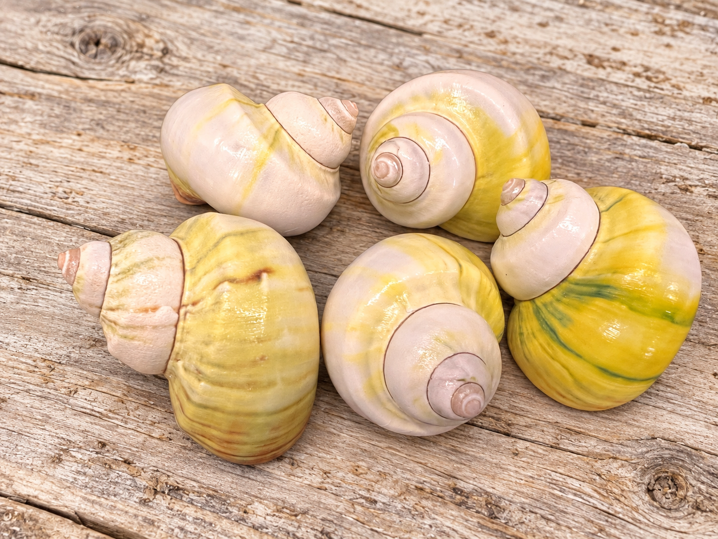 Natural Avocado Turbo Shell for Hermit Crabs