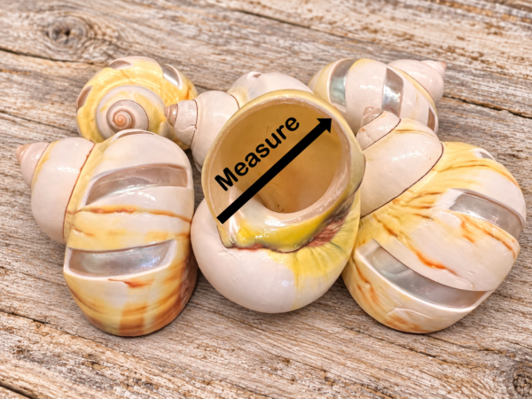 Carved Windmill Avocado Turbo Shell for Hermit Crabs