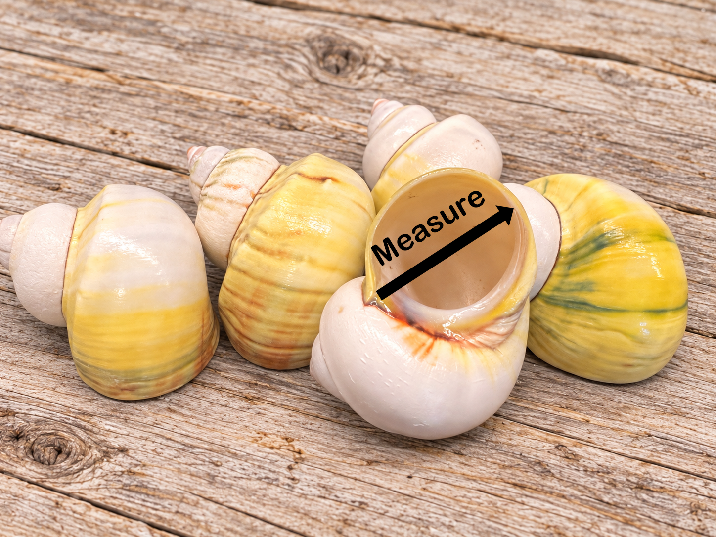 Natural Avocado Turbo Shell for Hermit Crabs